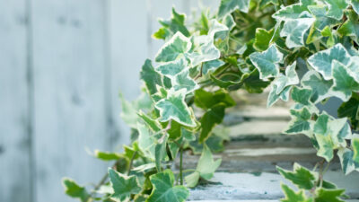 ホームページができました