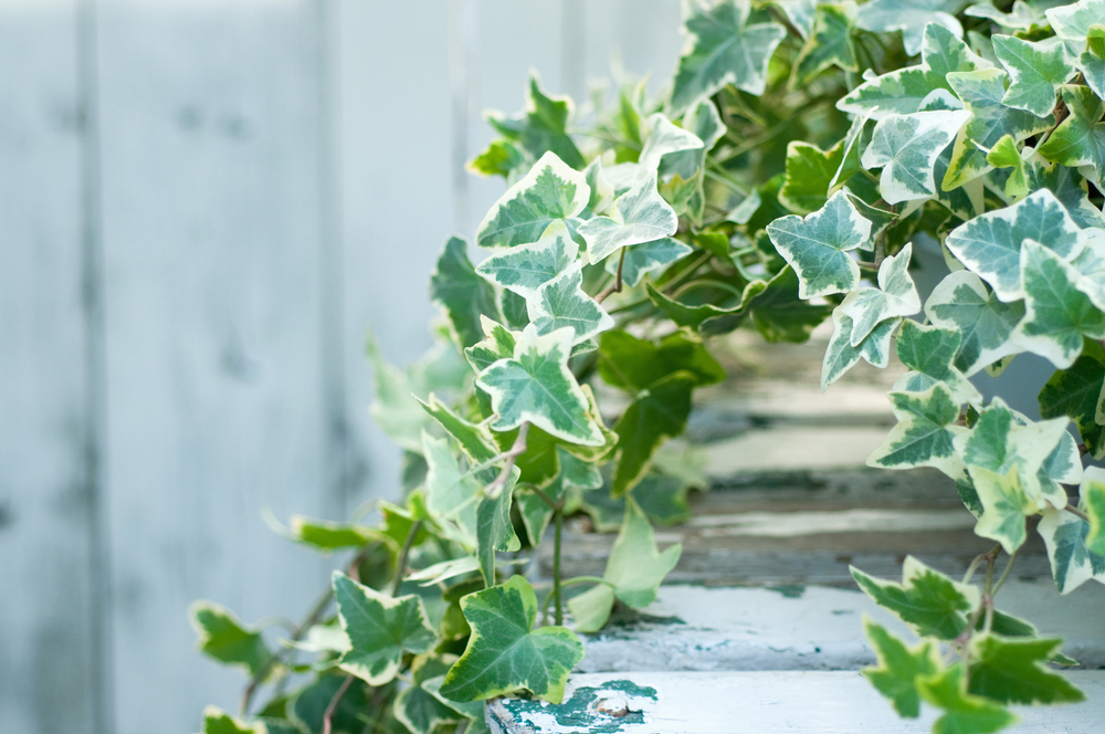 ホームページができました